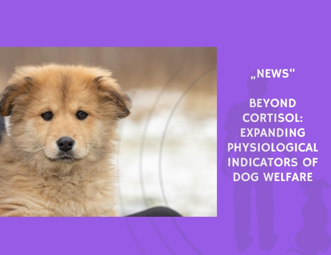 News-Beyond Cortisol Expanding Physiological Indicators of Dog Welfare