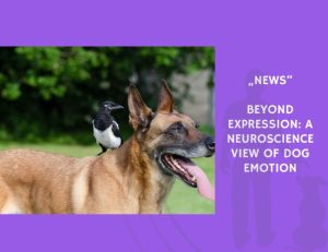 News-Beyond Expression A Neuroscience View of Dog Emotion