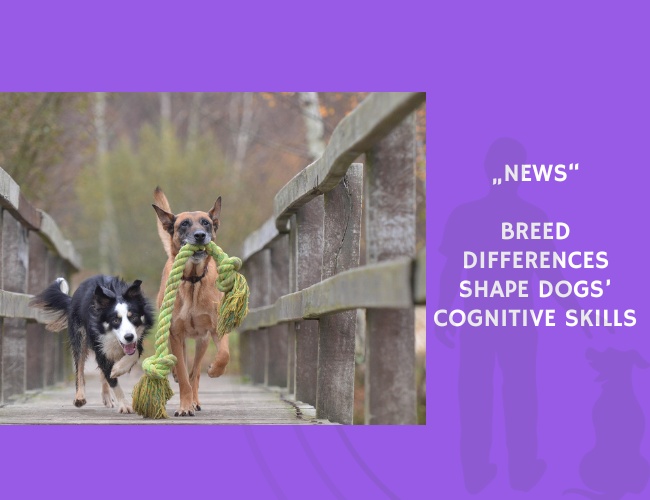 News-Breed Differences Shape Dogs’ Cognitive Skills