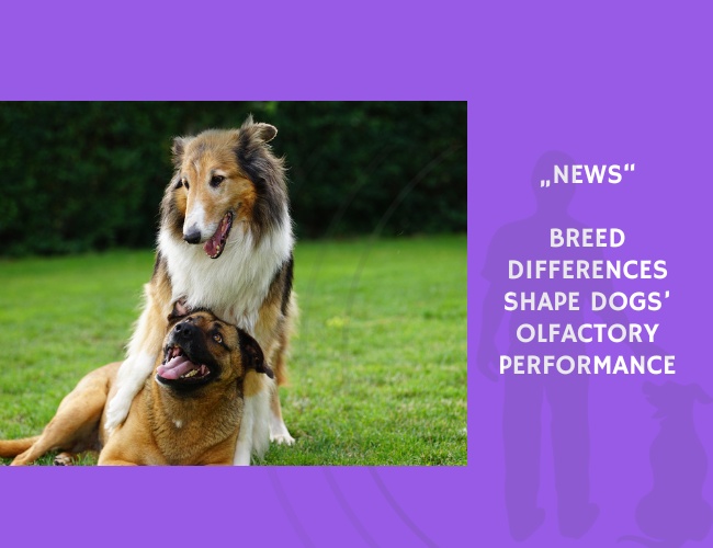 News-Breed Differences Shape Dogs’ Olfactory Performance