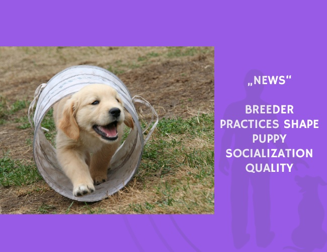 News-Breeder Practices Shape Puppy Socialization Quality