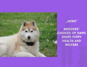 News-Breeders’ Choices of Dams Shape Puppy Health and Welfare