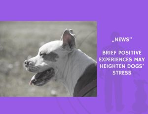 News-Brief Positive Experiences May Heighten Dogs’ Stress