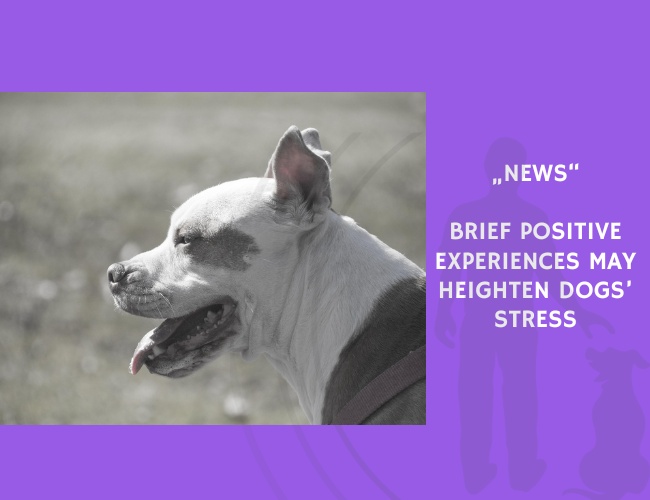 News-Brief Positive Experiences May Heighten Dogs’ Stress