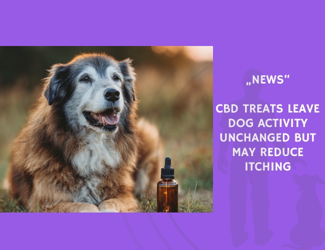 News-CBD Treats Leave Dog Activity Unchanged but May Reduce Itching