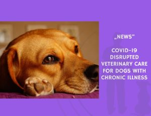 News-COVID-19 Disrupted Veterinary Care for Dogs with Chronic Illness