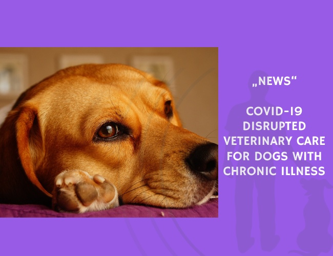 News-COVID-19 Disrupted Veterinary Care for Dogs with Chronic Illness