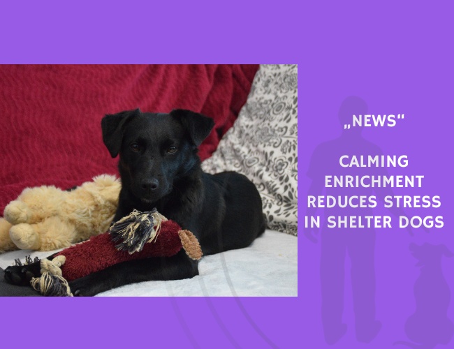News-Calming Enrichment Reduces Stress in Shelter Dogs