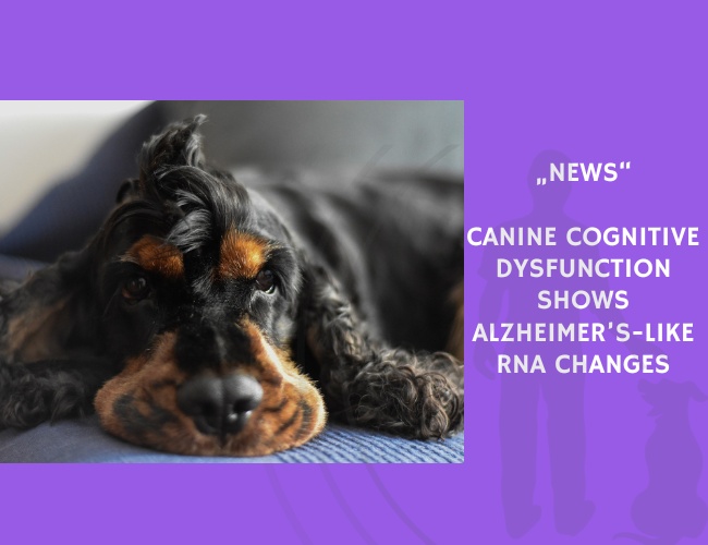 News-Canine Cognitive Dysfunction Shows Alzheimer’s-Like RNA Changes