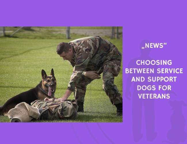 News-Choosing Between Service and Support Dogs for Veterans