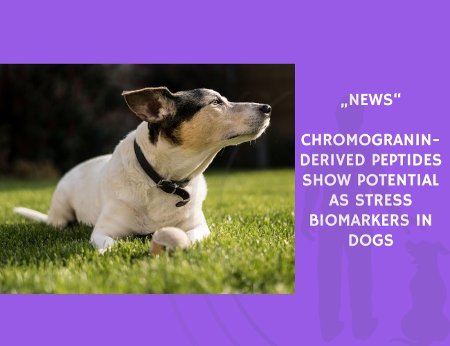 News-Chromogranin-Derived Peptides Show Potential as Stress Biomarkers in Dogs