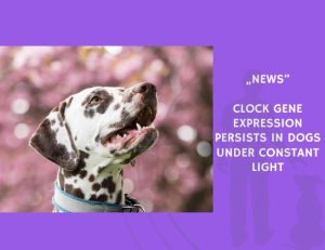 News-Clock Gene Expression Persists in Dogs Under Constant Light
