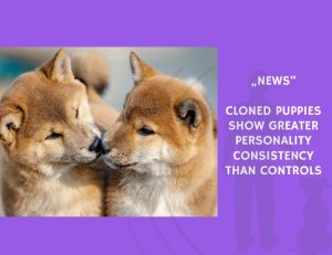 News-Cloned Puppies Show Greater Personality Consistency Than Controls