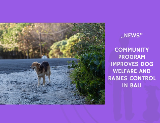News-Community Program Improves Dog Welfare and Rabies Control in Bali