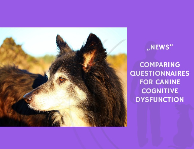 News-Comparing Questionnaires for Canine Cognitive Dysfunction