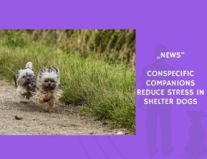 News-Conspecific Companions Reduce Stress in Shelter Dogs