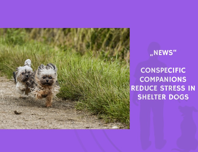 News-Conspecific Companions Reduce Stress in Shelter Dogs