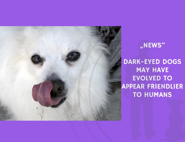 News-Dark-Eyed Dogs May Have Evolved to Appear Friendlier to Humans