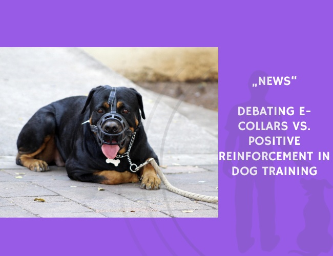 News-Debating E-Collars vs. Positive Reinforcement in Dog Training