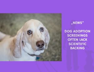 News-Dog Adoption Screenings Often Lack Scientific Backing