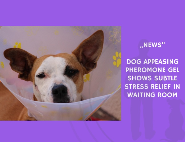 News-Dog Appeasing Pheromone Gel Shows Subtle Stress Relief in Waiting Room