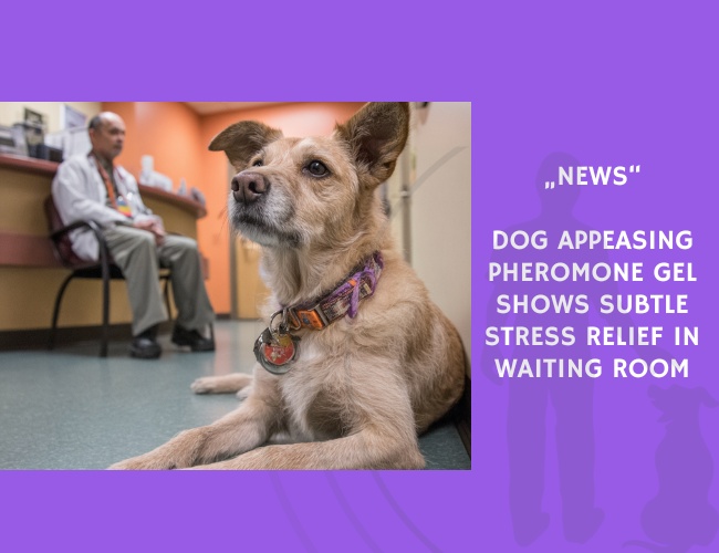 News-Dog Appeasing Pheromone Gel Shows Subtle Stress Relief in Waiting Room