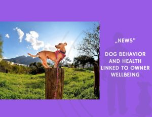 News-Dog Behavior and Health Linked to Owner Wellbeing