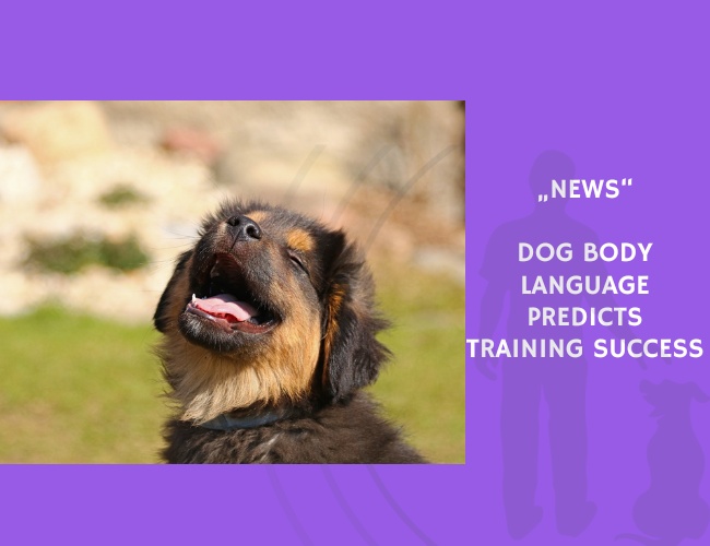 News-Dog Body Language Predicts Training Success