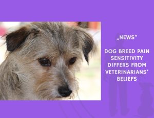 News-Dog Breed Pain Sensitivity Differs from Veterinarians’ Beliefs