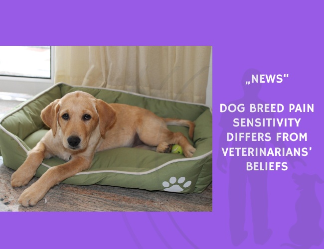 News-Dog Breed Pain Sensitivity Differs from Veterinarians’ Beliefs