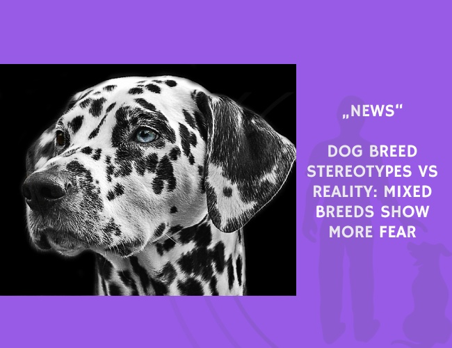 News-Dog Breed Stereotypes vs Reality Mixed Breeds Show More Fear