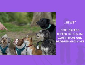 News-Dog Breeds Differ in Social Cognition and Problem-Solving