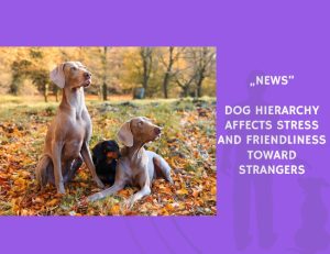 News-Dog Hierarchy Affects Stress and Friendliness Toward Strangers