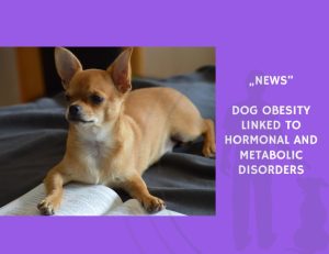 News-Dog Obesity Linked to Hormonal and Metabolic Disorders
