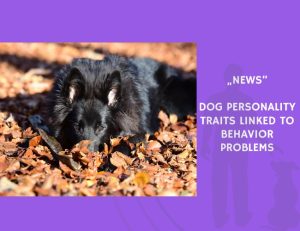 News-Dog Personality Traits Linked to Behavior Problems
