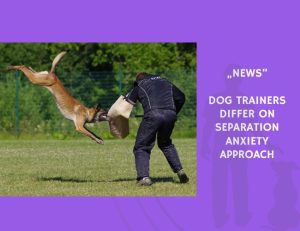 News-Dog Trainers Differ on Separation Anxiety Approach