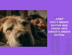 News-Dog’s Breath Rhythm Was Drawn into Owner’s Breath Rhythm