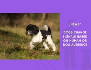 News-Dogs Change Signals Based on Human or Dog Audience