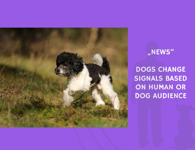 News-Dogs Change Signals Based on Human or Dog Audience