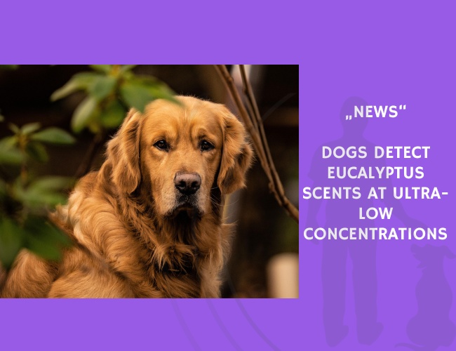 News-Dogs Detect Eucalyptus Scents at Ultra-Low Concentrations