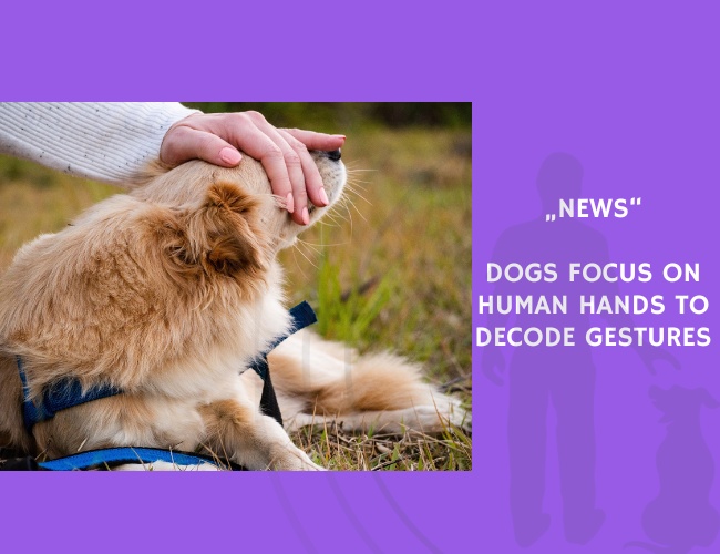 News-Dogs Focus on Human Hands to Decode Gestures
