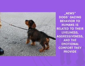 News-Dogs’ Gazing Behavior to Humans Is Related to Their Liveliness, Aggressiveness, and the Emotional Comfort They Provide