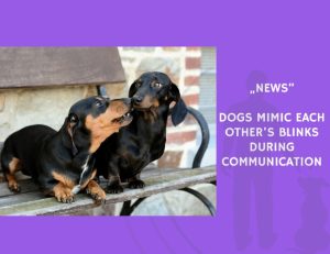 News-Dogs Mimic Each Other’s Blinks During Communication