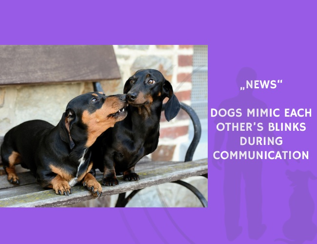 News-Dogs Mimic Each Other’s Blinks During Communication