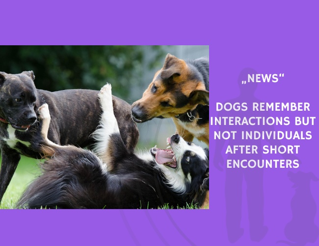 News-Dogs Remember Interactions but Not Individuals After Short Encounters
