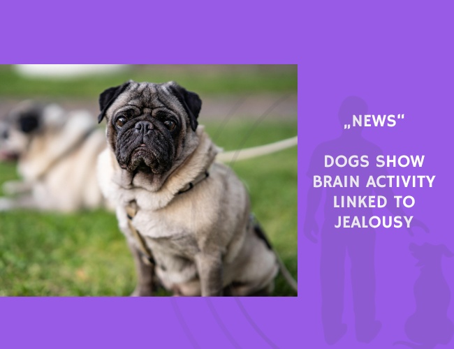 News-Dogs Show Brain Activity Linked to Jealousy