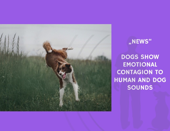 News-Dogs Show Emotional Contagion to Human and Dog Sounds