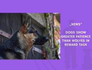 News-Dogs Show Greater Patience Than Wolves in Reward Task
