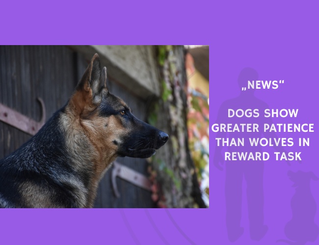 News-Dogs Show Greater Patience Than Wolves in Reward Task