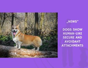 News-Dogs Show Human-Like Secure and Avoidant Attachments